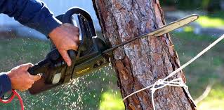 Best Grass Overseeding  in Mammoth, AZ