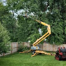 Best Lot and Land Clearing  in Mammoth, AZ