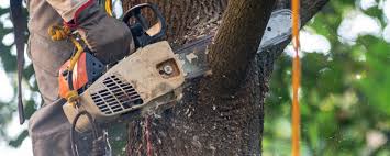 Best Aeration Services  in Mammoth, AZ