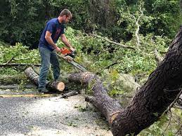 Best Stump Grinding and Removal  in Mammoth, AZ