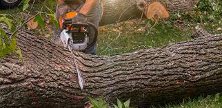 Best Artificial Turf Installation  in Mammoth, AZ