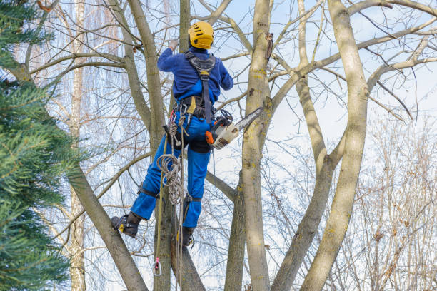 How Our Tree Care Process Works  in  Mammoth, AZ