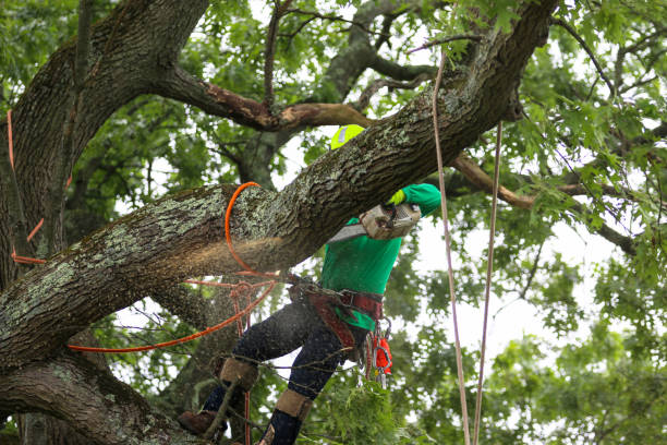 Best Tree Maintenance Programs  in Mammoth, AZ