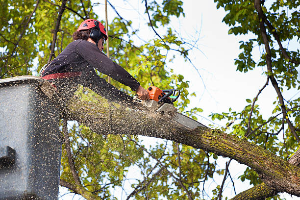 Best Tree and Shrub Care  in Mammoth, AZ