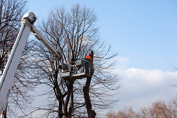 Best Commercial Tree Services  in Mammoth, AZ