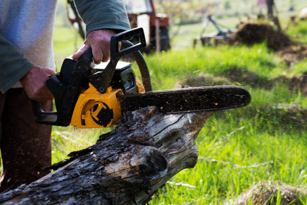 Best Tree Trimming and Pruning  in Mammoth, AZ
