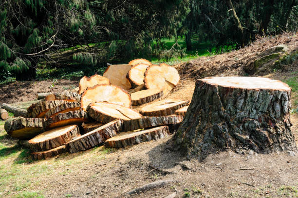 Professional Tree Care in Mammoth, AZ